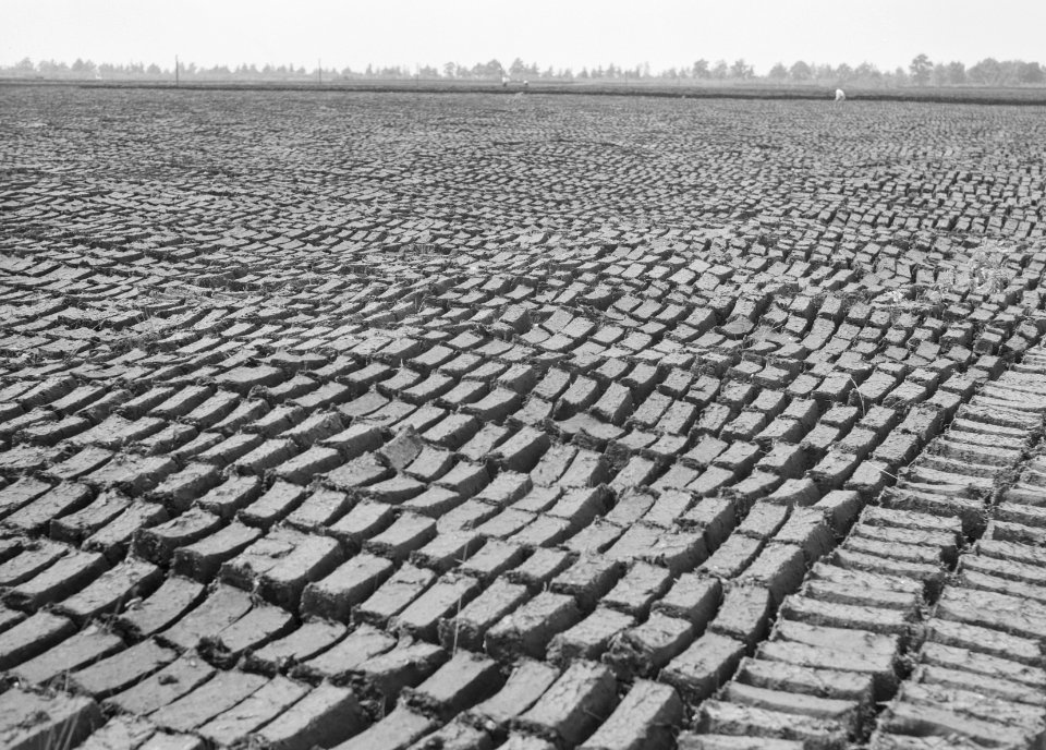 Ontginning, vee in de weide, algemene beelden, turfsteekreportage, Deurne, Bestanddeelnr 160-0056