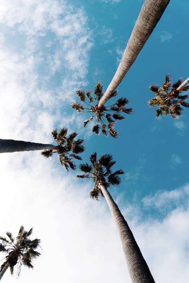 Summer time palms up