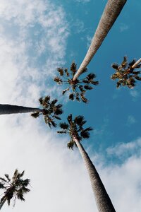 Summer time palms up photo