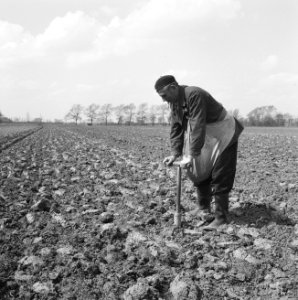 Ontginning, zaaien en oogsten gewassen, poten, aardappels, arbeiders, landgoeder, Bestanddeelnr 160-0280