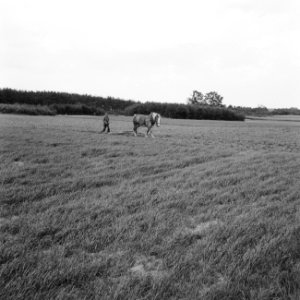 Ontginning, grondbewerking, egaliseren, bezanden, ruilverkavelingen, paarden, bo, Bestanddeelnr 159-0730