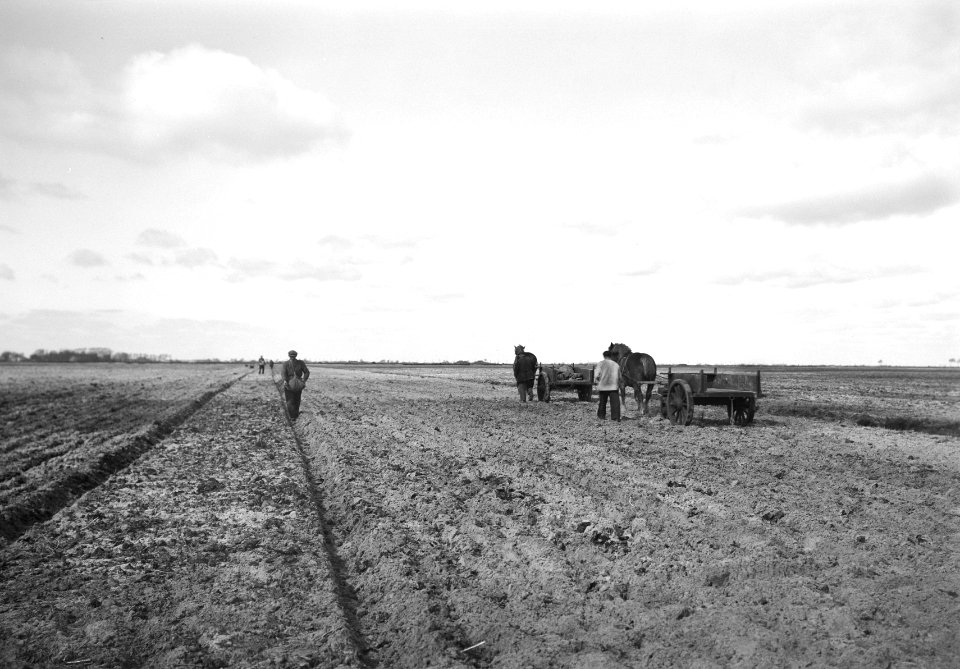 Ontginning, zaaien en oogsten gewassen, paarden, exploitatie, Rheederveld, Bestanddeelnr 160-0171