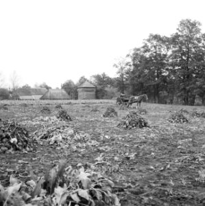 Ontginning, zaaien en oogsten gewassen, ondergelopen, bouwland, aardappels, Fred, Bestanddeelnr 160-0277