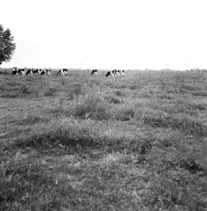 Ontginning, grondbewerking, egaliseren, bezanden, ruilverkavelingen, graslanden,, Bestanddeelnr 159-0329