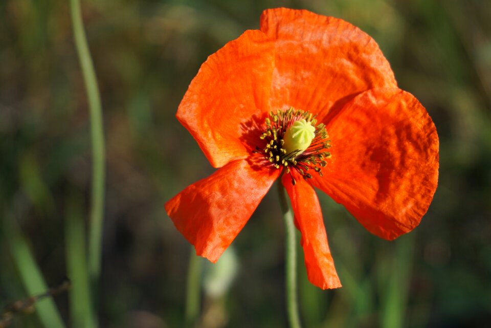 Red summer wild flowers