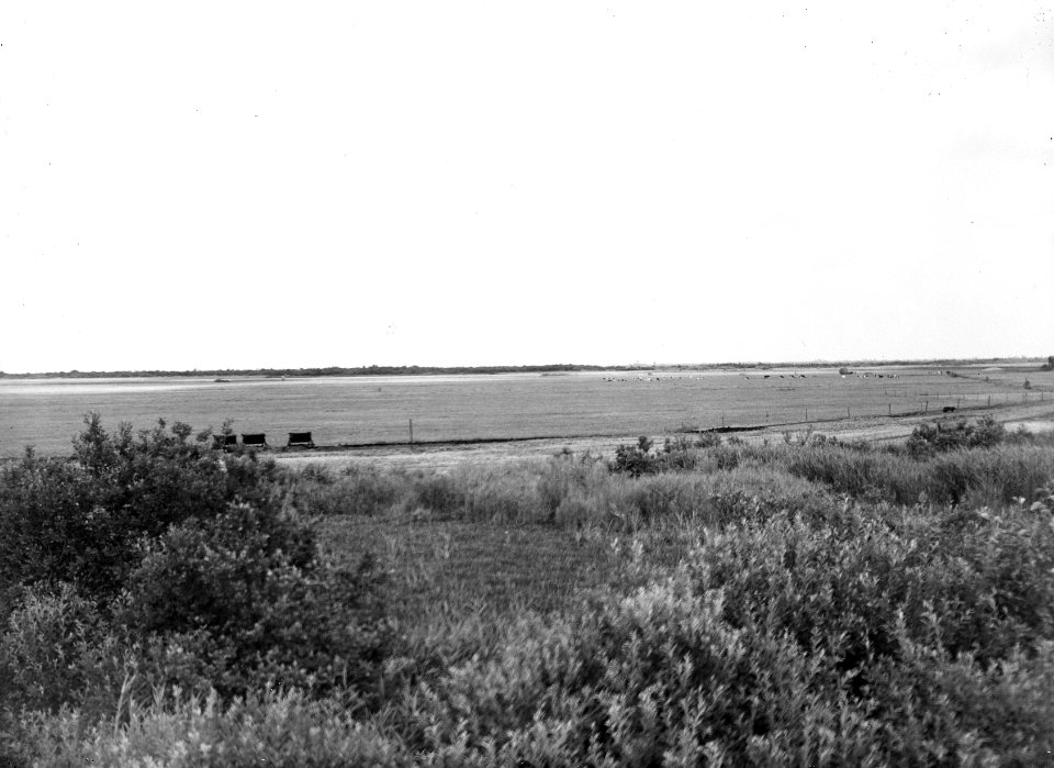 Ontginningen , de linde, Bestanddeelnr 192-0890