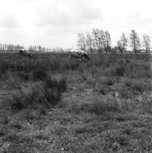 Ontginning, vee in de weide, algemene beelden, turfsteekreportage, koeien, lange, Bestanddeelnr 160-0151