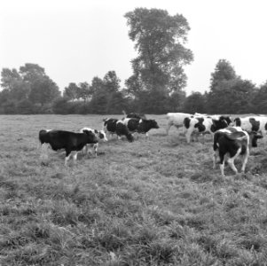 Ontginning, vee, grasland, turfsteekreportages, Bestanddeelnr 165-0845