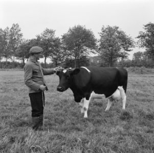 Ontginning, vee, turfsteekreportages, grasland, koeien, mannen, Bestanddeelnr 165-0833