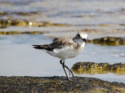 Migratory nature wild