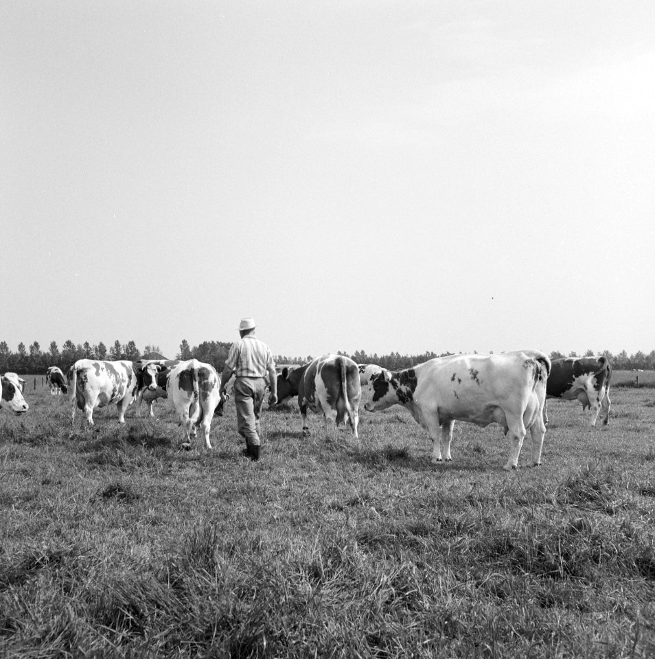 Ontginning, vee in de weide, algemene beelden, turfsteekreportage, koeien, Bestanddeelnr 160-0150