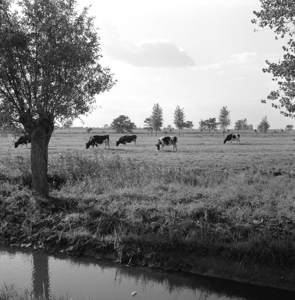 Ontginning, vee in de weide, algemene beelden, turfsteekreportage, koeien, Bestanddeelnr 160-0094
