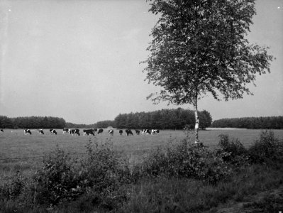 Ontginning, vee in de weide, algemene beelden, turfsteekreportage, koeien, landg, Bestanddeelnr 160-0010