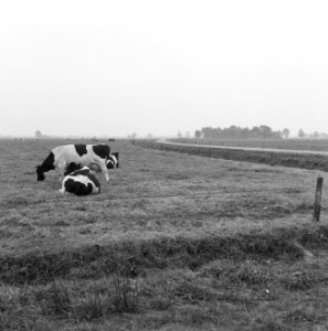 Ontginning, vee in de weide, algemene beelden, turfsteekreportage, koeien, ooste, Bestanddeelnr 160-0091