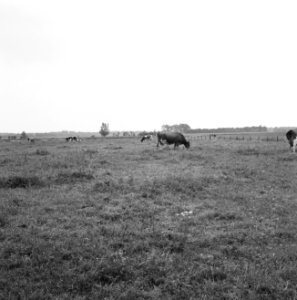 Ontginning, vee in de weide, algemene beelden, turfsteekreportage, koeien, lange, Bestanddeelnr 160-0153