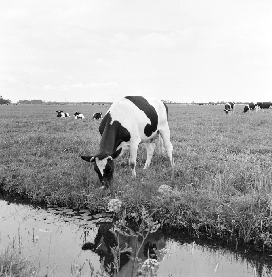 Ontginning, vee in de weide, algemene beelden, turfsteekreportage, koeien, Haers, Bestanddeelnr 160-0079