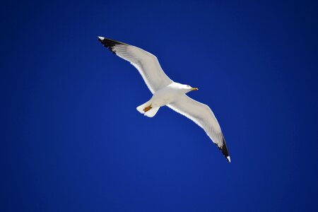 White bird sky photo