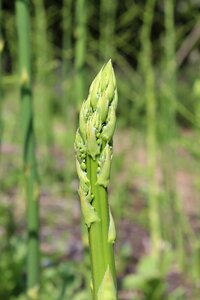 Asparagus aspargeshoved green asparagus