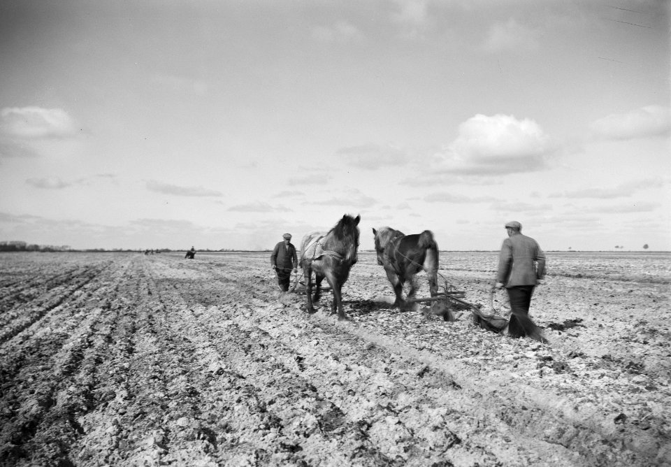 Ontginning, zaaien en oogsten gewassen, paarden, Rheederveld, Bestanddeelnr 160-0170