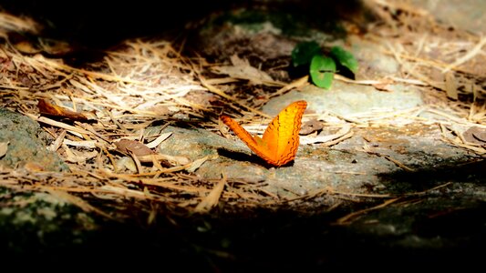 Orange wings nature ground
