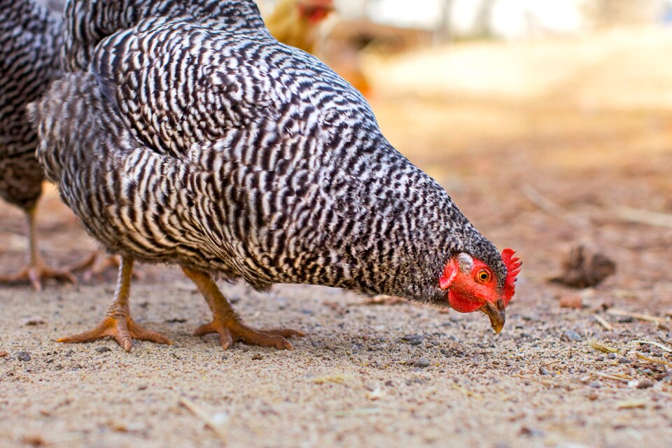 Farm poultry agriculture photo