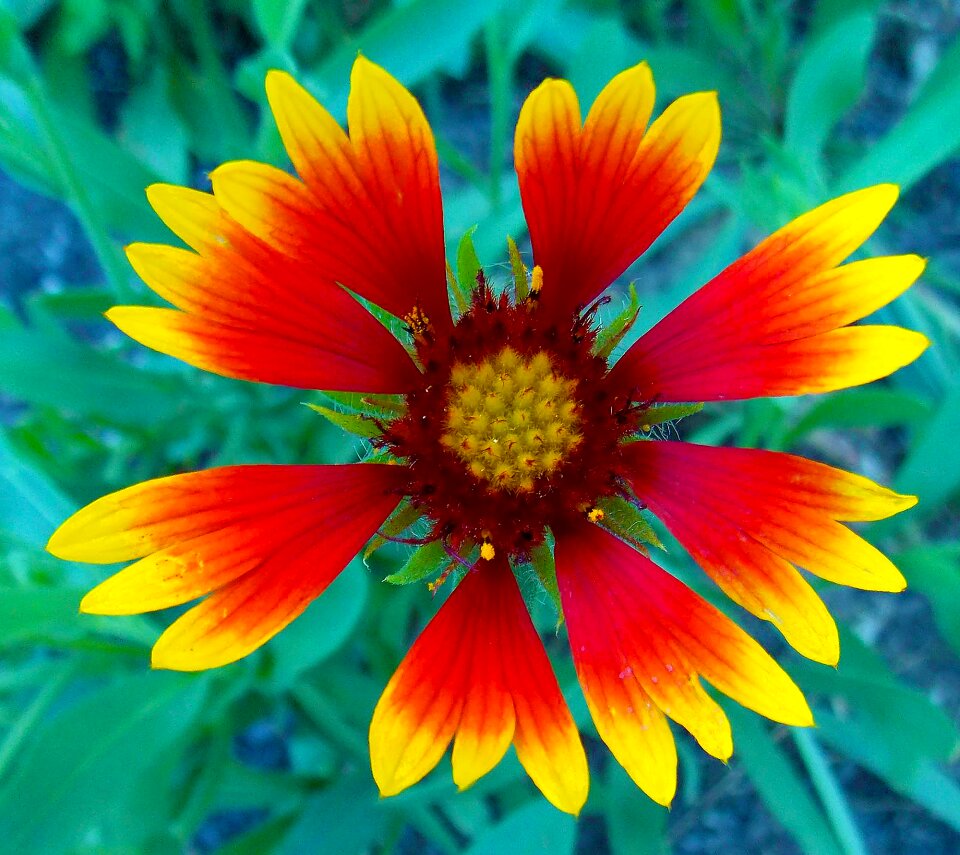 Colorful cheerful gaillardia
