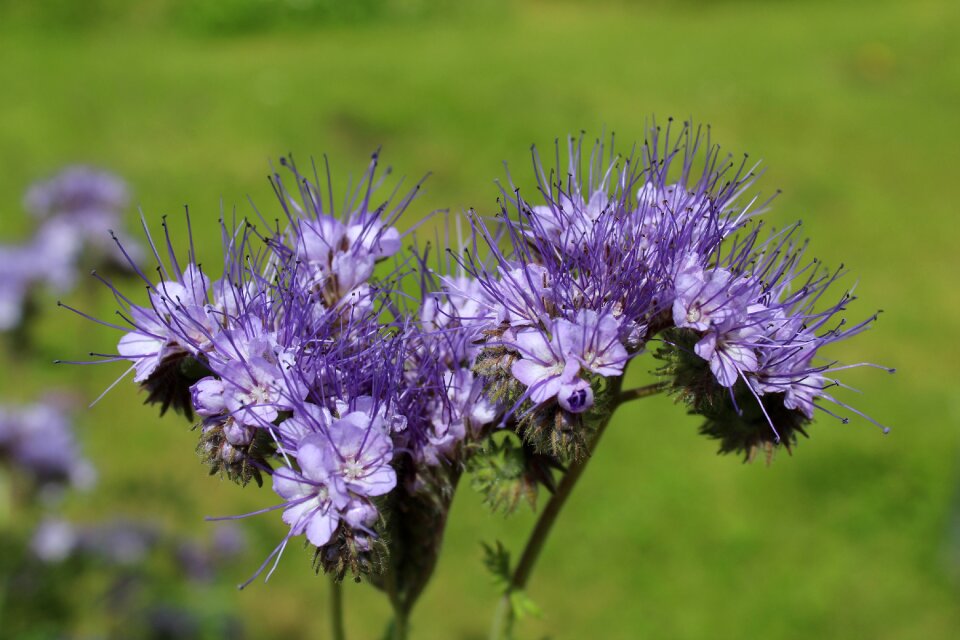 Bluebell green manure phacelia tanacetifolia