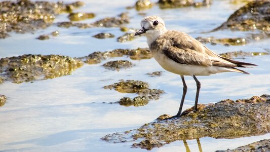 Migratory nature wild