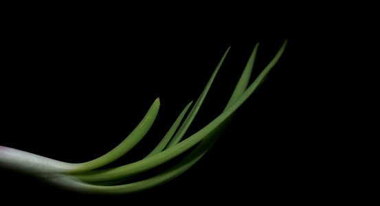 Onion Leaf (194293133)