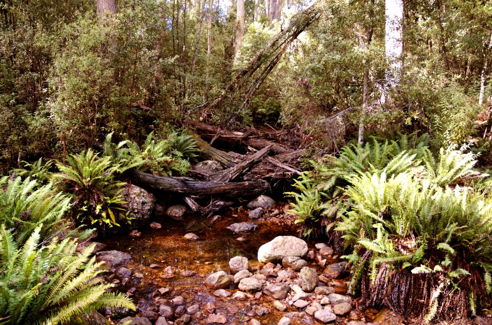 ONeils-Creek-20070422-013