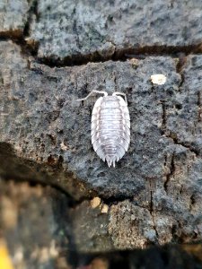 Oniscus asellus 102391734