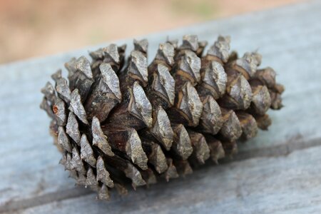 Cone wooden branch