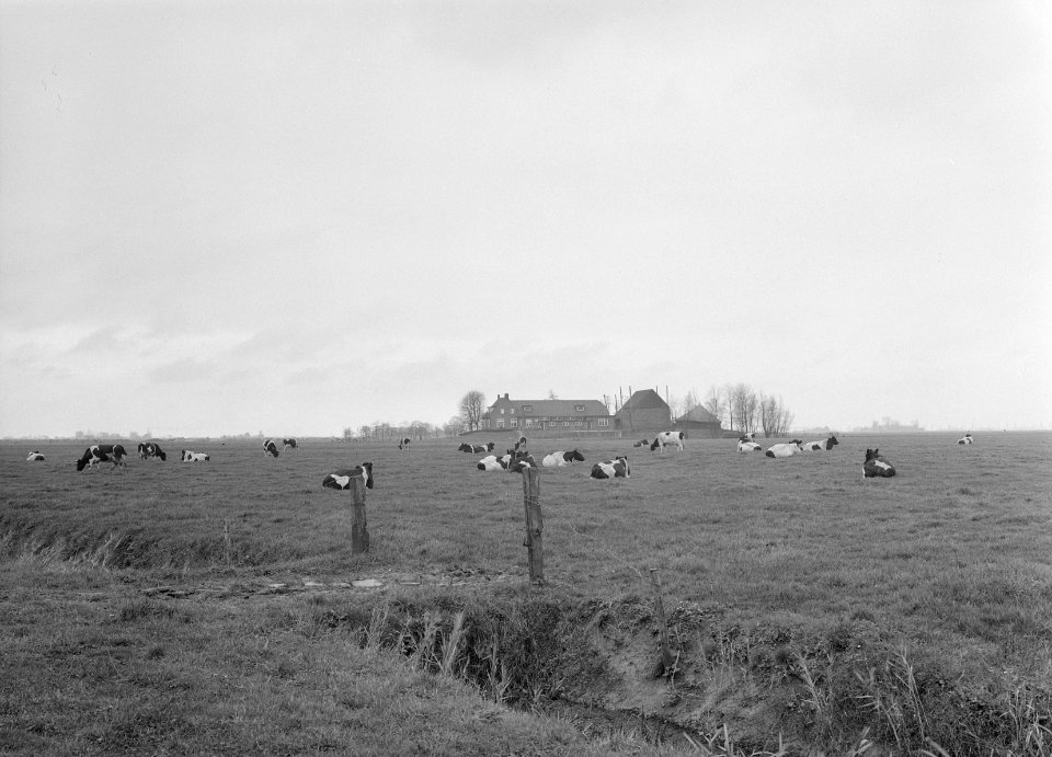 Ontginning, vee in de weide, algemene beelden, turfsteekreportage, koeien, Bestanddeelnr 160-0085