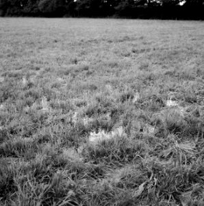Ontginning, vee in de weide, algemene beelden, turfsteekreportage, drasland, sal, Bestanddeelnr 160-0156