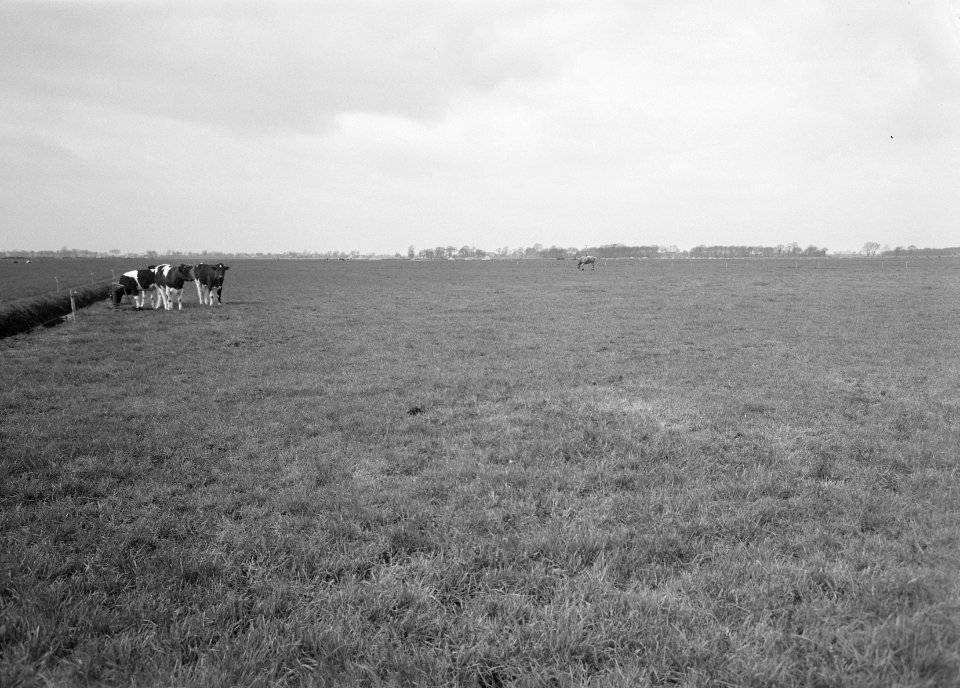 Ontginning, vee in de weide, algemene beelden, turfsteekreportage, grasland, koe, Bestanddeelnr 160-0066