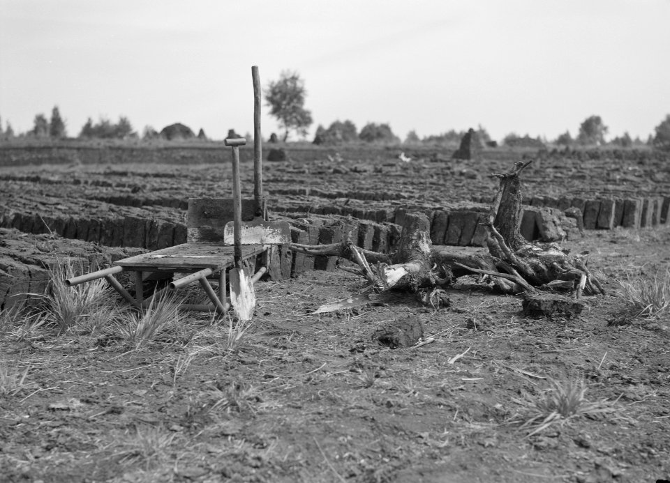 Ontginning, vee in de weide, algemene beelden, turfsteekreportage, Deurne, Bestanddeelnr 160-0045