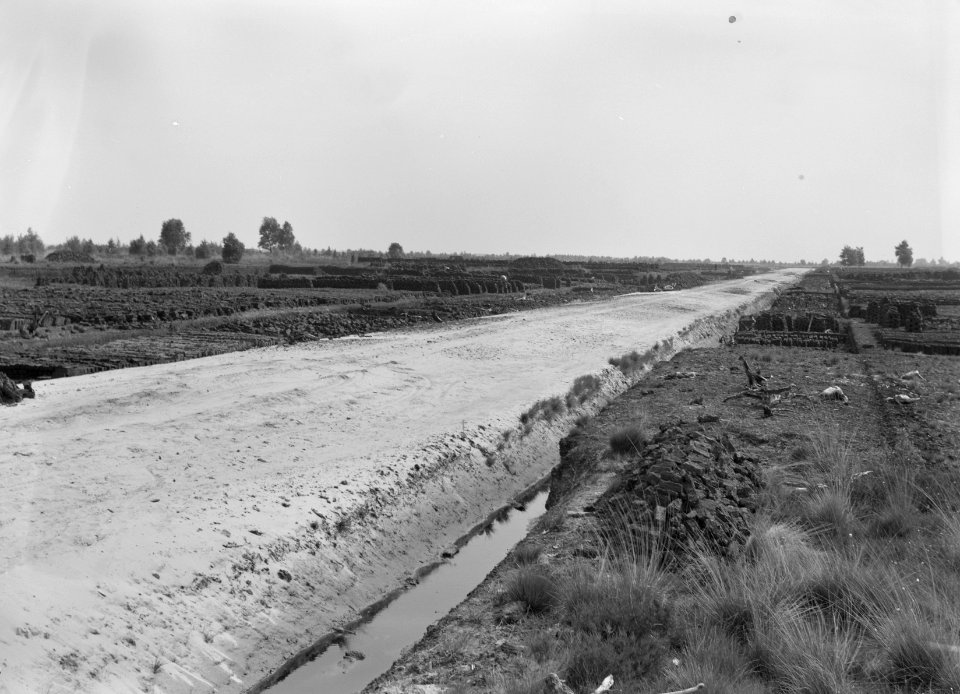 Ontginning, vee in de weide, algemene beelden, turfsteekreportage, Deurne, Bestanddeelnr 160-0040