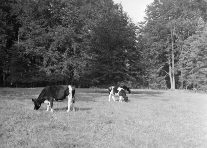 Ontginning, vee in de weide, algemene beelden, turfsteekreportage, koeien, landg, Bestanddeelnr 160-0062