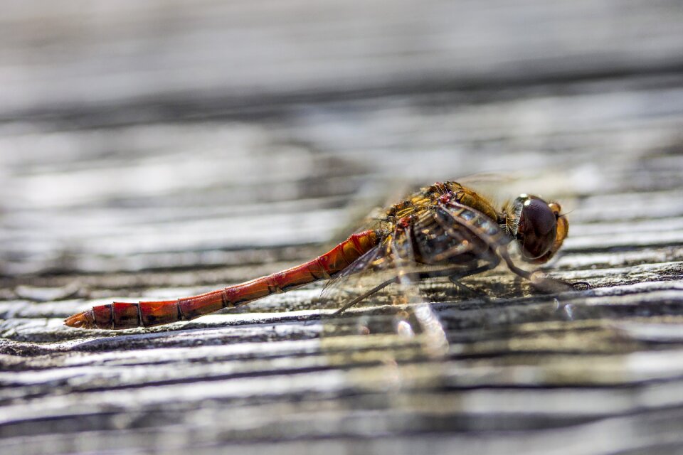 Nature macro bokeh
