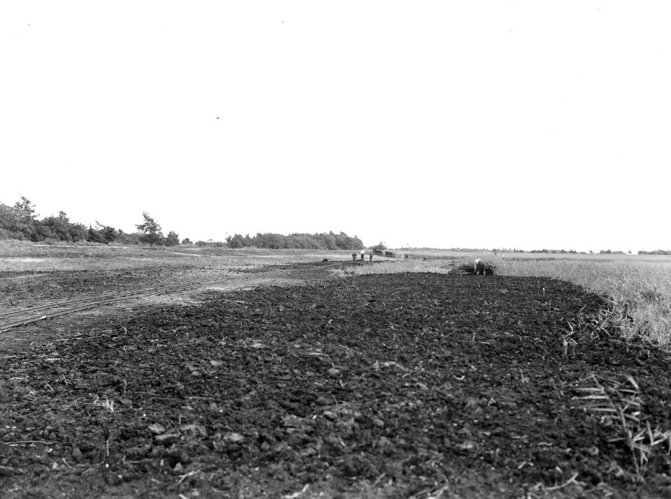 Ontginning, vee in de weide, algemene beelden, de linde, Bestanddeelnr 192-0893