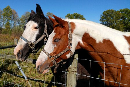 Equine friendship equestrian photo