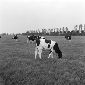 Ontginning, vee, turfsteekreportages, grasland, Bestanddeelnr 165-0831