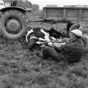 Ontginning, vee, turfsteekreportages, geboortes, kalveren, mannen, Bestanddeelnr 165-0834 photo