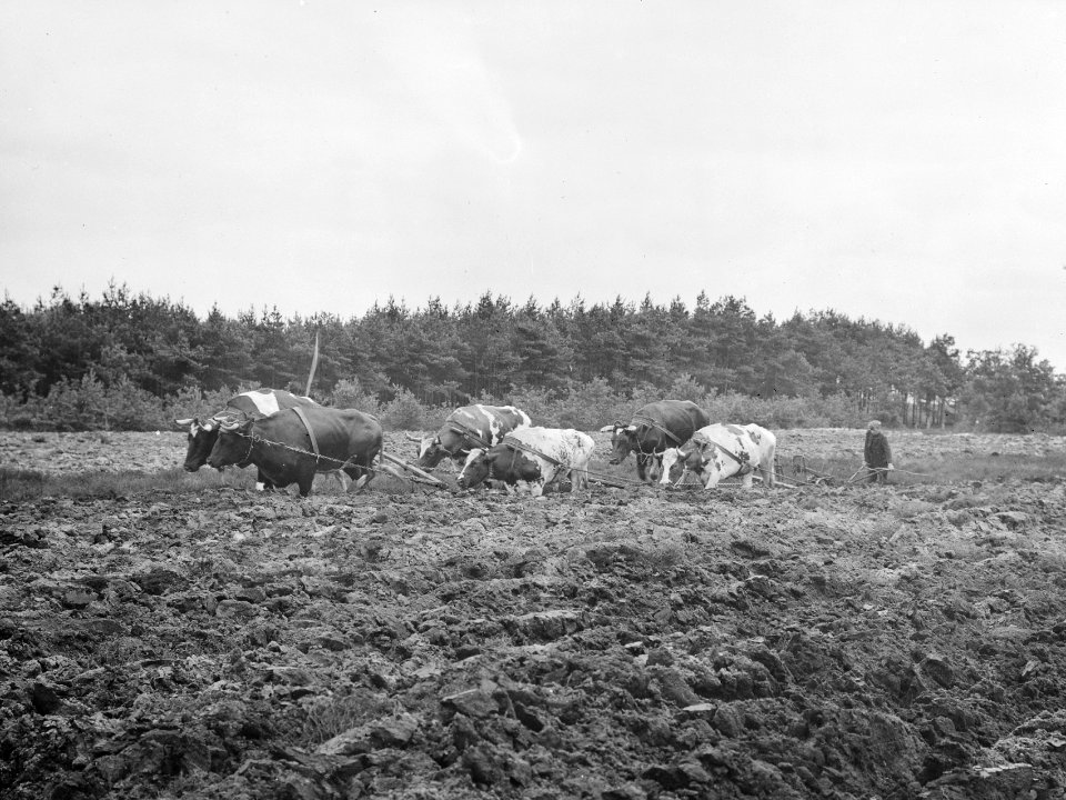 Ontginning, grondbewerking, egaliseren, bezanden, ploegen, ossen, arbeiders, Bestanddeelnr 159-0143