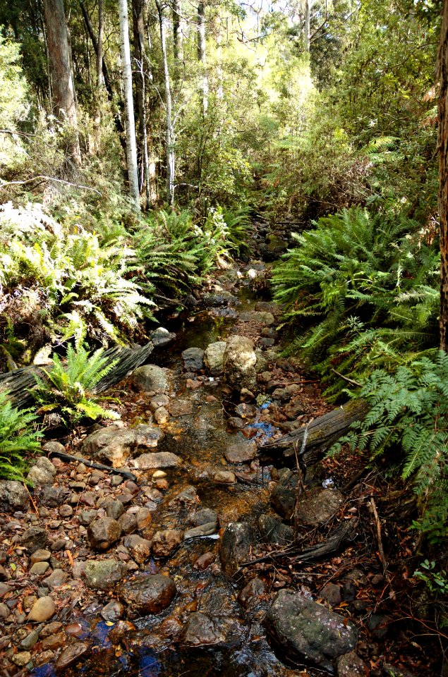 ONeils-Creek-20070422-014