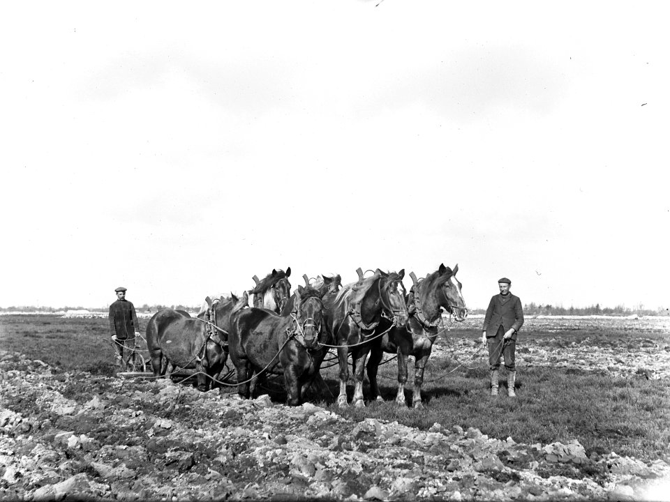 Ontginning, grondbewerking, egaliseren, bezanden, ploegen, paarden, Bestanddeelnr 159-0001