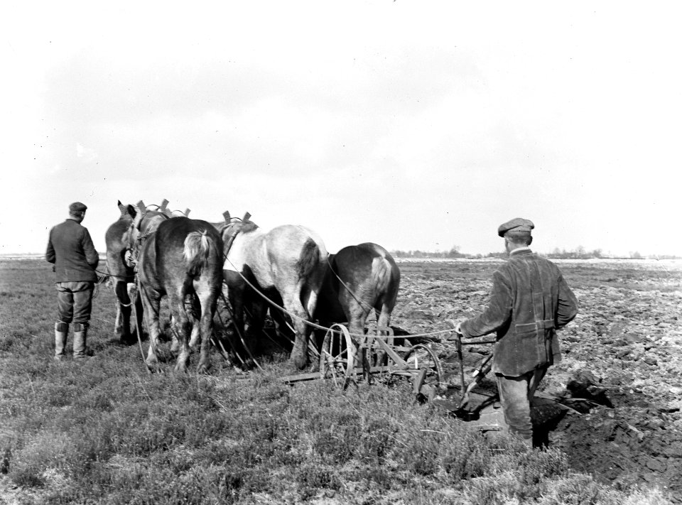 Ontginning, grondbewerking, egaliseren, bezanden, arbeiders, paarden, ploegen, Bestanddeelnr 253-6830