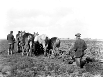 Ontginning, grondbewerking, egaliseren, bezanden, arbeiders, paarden, ploegen, Bestanddeelnr 253-6830