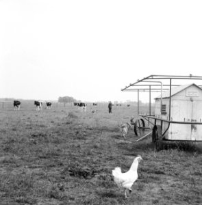 Ontginning, vee in de weide, algemene beelden, turfsteekreportage, koeien, Bestanddeelnr 160-0147