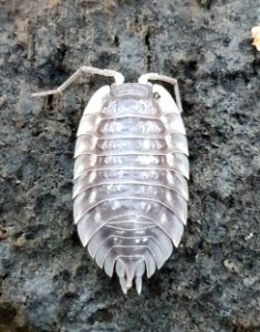 Oniscus asellus 102391724